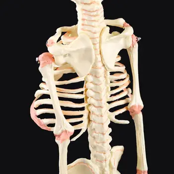 Совалката с една глава, детски череп, изследователска модел на човека, скелет, Анатомический Анатом